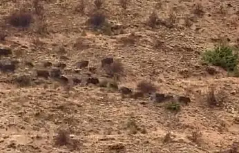 Elazığ'da bir domuz sürüsü kameralara yansıdı.