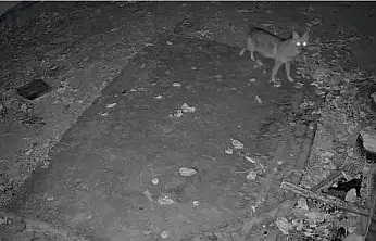 Elazığ'da bir evin çevresinde yiyecek arayışı içinde olan çakal, kameraya yansıdı.