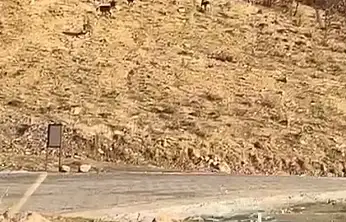 Elazığ'da, nesli tükenme tehlikesiyle karşı karşıya olan dağ keçileri gözlemlendi.