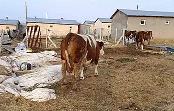 Elazığ'da şap hastalığı ve artan ölümler üreticiyi zorluyor.