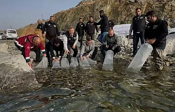 Karakaya Baraj Gölü'ne 420 bin adet yavru balık bırakıldı.