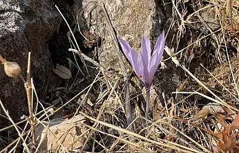 Sonbaharda Ölbe Vadisi'nde nadir çiğdemler görüldü.