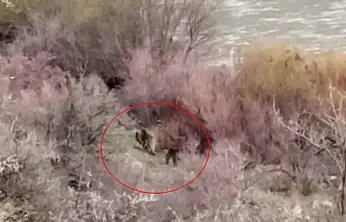 Palu'da bir balıkçı, karşısında bir ayı ve yavrusunu buldu.