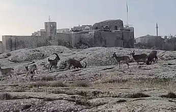 Sabah saatlerinde dağ keçileri sürü halinde görüldü.