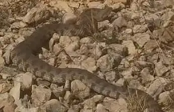 Tek bir ısırığıyla insanı öldürebilecek kadar zehirli olan dev engerek yılanı görüntülendi.