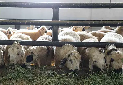 Devlet desteğiyle bir küçükbaş hayvan çiftliği kurdu.