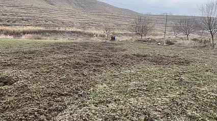 Elazığ'da Domuzlar 10 Dönümlük Ekili Arazide Zarar Verdi