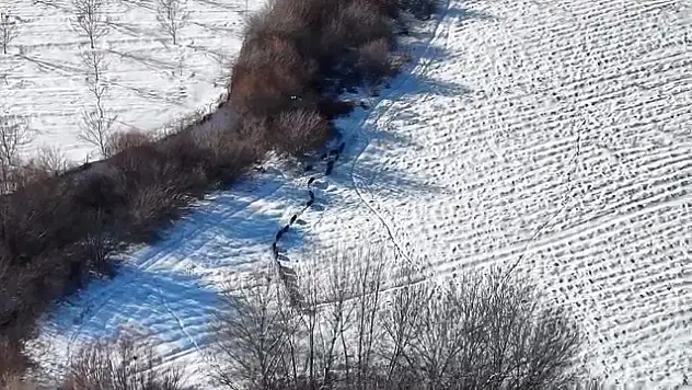 Elazığ'da domuz sürüsüne rastlandı