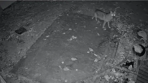 Elazığ'da bir evin çevresinde yiyecek arayışı içinde olan çakal, kameraya yansıdı.