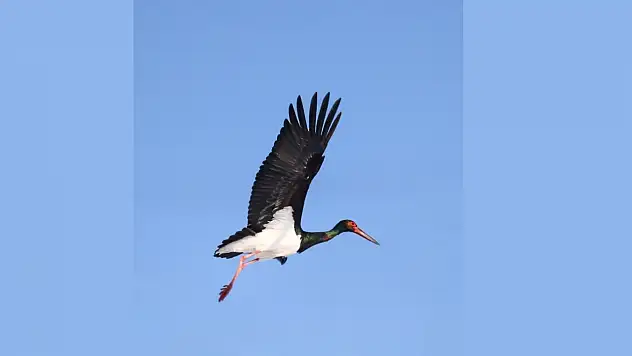 Göç etmeyi unutan kara leylekler Elazığ'da görüntülendi