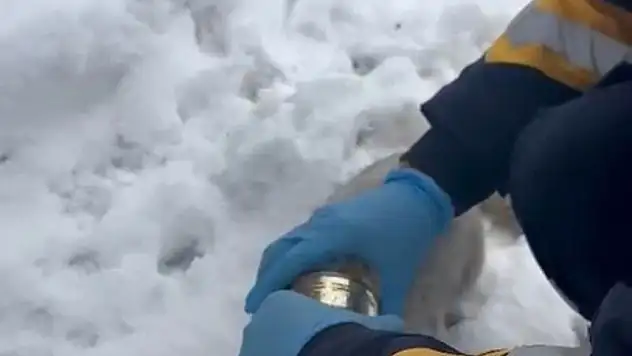 Kedinin başına sıkışan konserve sağlık ekipleri tarafından çıkarıldı