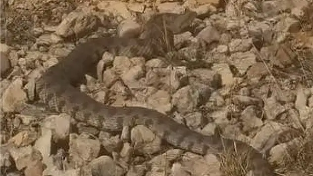 Tek bir ısırığıyla insanı öldürebilecek kadar zehirli olan dev engerek yılanı görüntülendi.