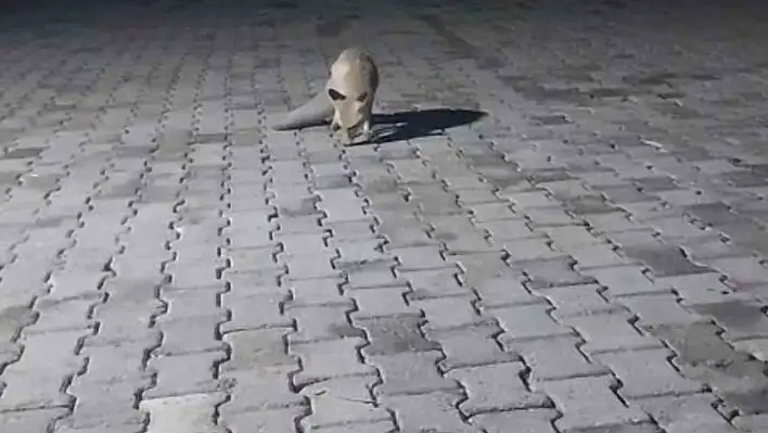 Korucu kulübesinde karnını doyurdu
