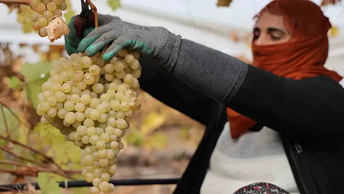 Elazığ'da don nedeniyle üzüm rekoltesi yüzde 80 azaldı.