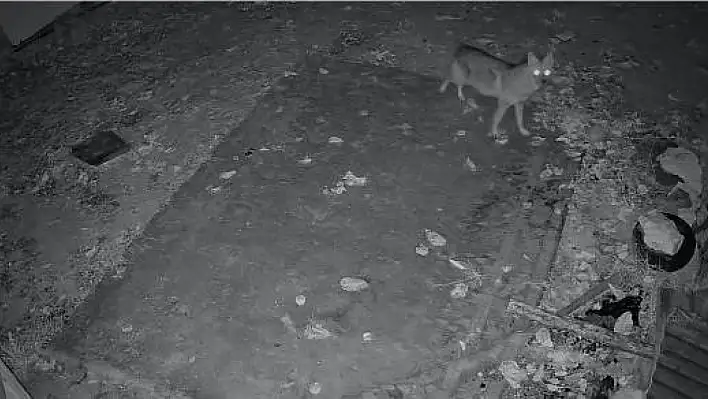 Elazığ'da bir evin çevresinde yiyecek arayışı içinde olan çakal, kameraya yansıdı.