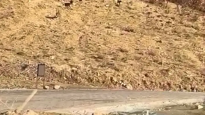 Elazığ'da, nesli tükenme tehlikesiyle karşı karşıya olan dağ keçileri gözlemlendi.