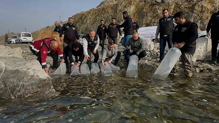 Karakaya Baraj Gölü'ne 420 bin adet yavru balık bırakıldı.