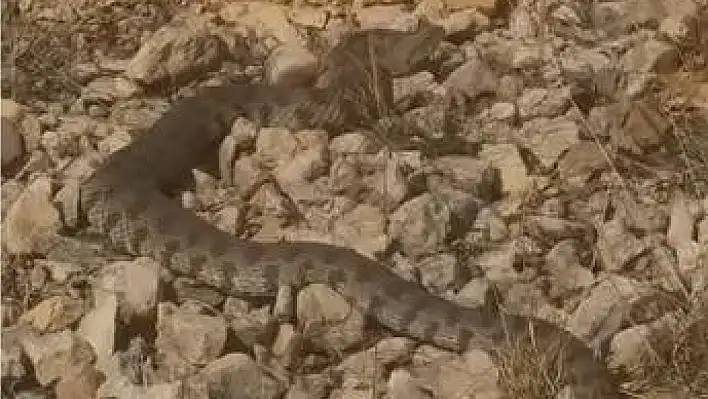 Tek bir ısırığıyla insanı öldürebilecek kadar zehirli olan dev engerek yılanı görüntülendi.