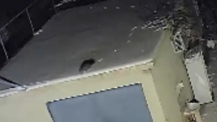 Nesli Tükenme Tehlikesi Olan Sansar Görüntülendi