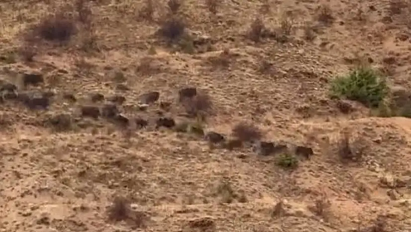 Elazığ'da bir domuz sürüsü kameralara yansıdı.