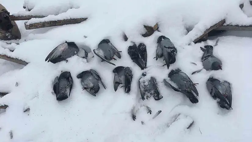 Elazığ'da soğuk hava koşulları nedeniyle onlarca güvercin donarak hayatını kaybetti.