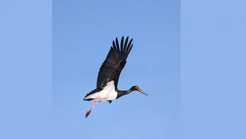 Göç etmeyi unutan kara leylekler Elazığ'da görüntülendi