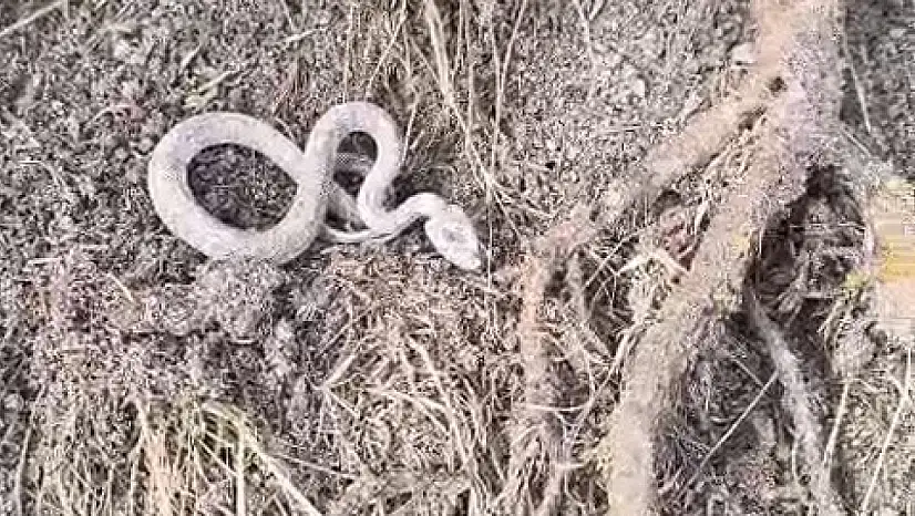 Kış uykusuna girmeyen bir yılan, kameralara yansıdı