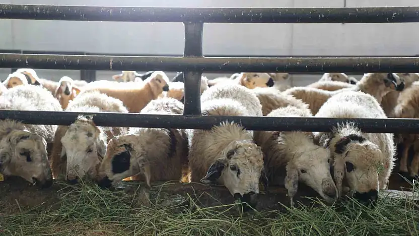 Devlet desteğiyle bir küçükbaş hayvan çiftliği kurdu.