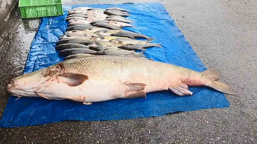 Elazığ'da Dev Turna Yakalandı: 52 Kilogram