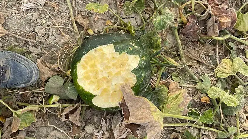 Elazığ'daki bahçeler yaban domuzlarının istilasına uğradı.