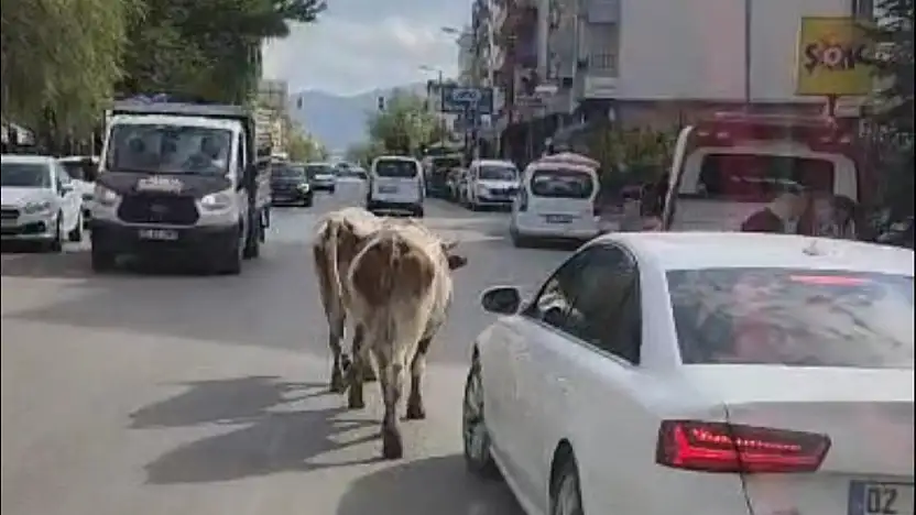 Elazığ'da caddeye çıkan inekler, sürücülere zorlu anlar yaşattı