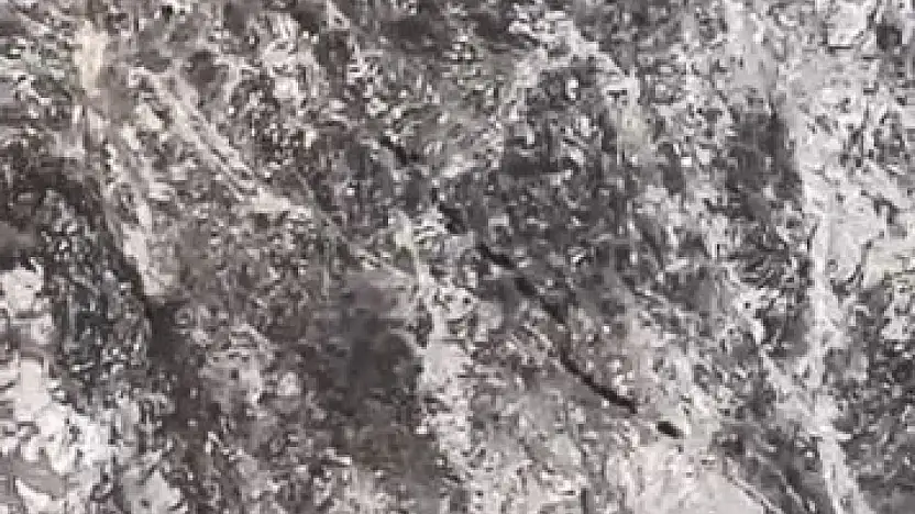 Elazığ'da Domuz Sürüsü Görüntülendi