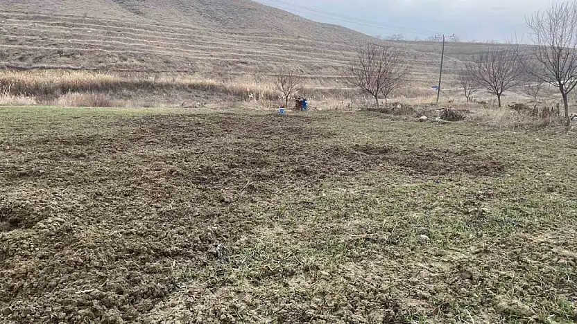 Elazığ'da Domuzlar 10 Dönümlük Ekili Arazide Zarar Verdi