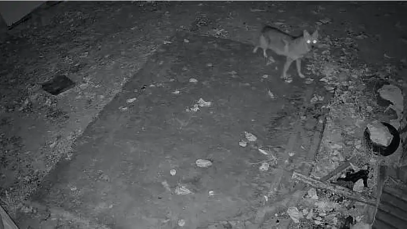 Elazığ'da bir evin çevresinde yiyecek arayışı içinde olan çakal, kameraya yansıdı.