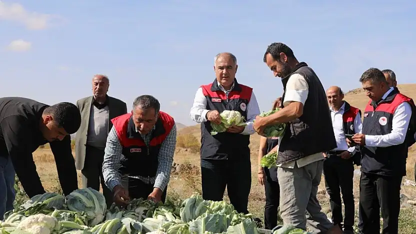 Elazığ'da Karnabahar Hasadına Başlanıldı.