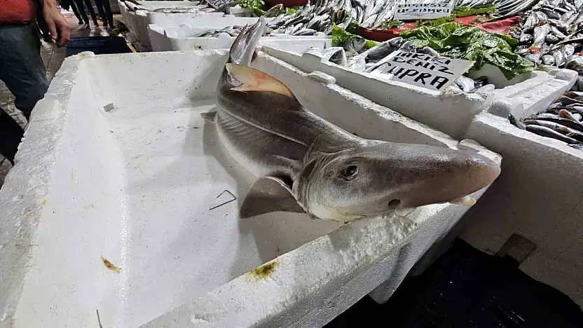 Elazığ'da satışa sunulan köpek balığı, büyük ilgi topladı