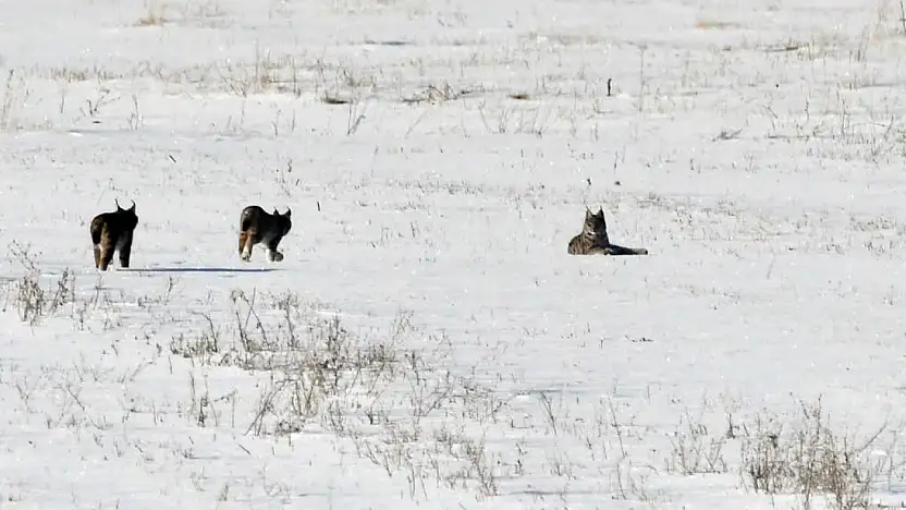 Elazığ'da vaşak ailesi görüntülendi