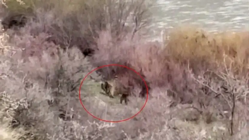 Palu'da bir balıkçı, karşısında bir ayı ve yavrusunu buldu.