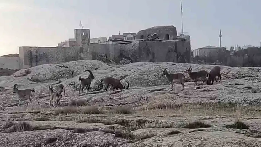 Sabah saatlerinde dağ keçileri sürü halinde görüldü.